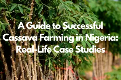 A Guide to Successful Cassava Farming in Nigeria: Real-Life Case Studies