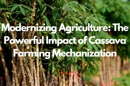 Modernizing Agriculture: The Powerful Impact of Cassava Farming Mechanization