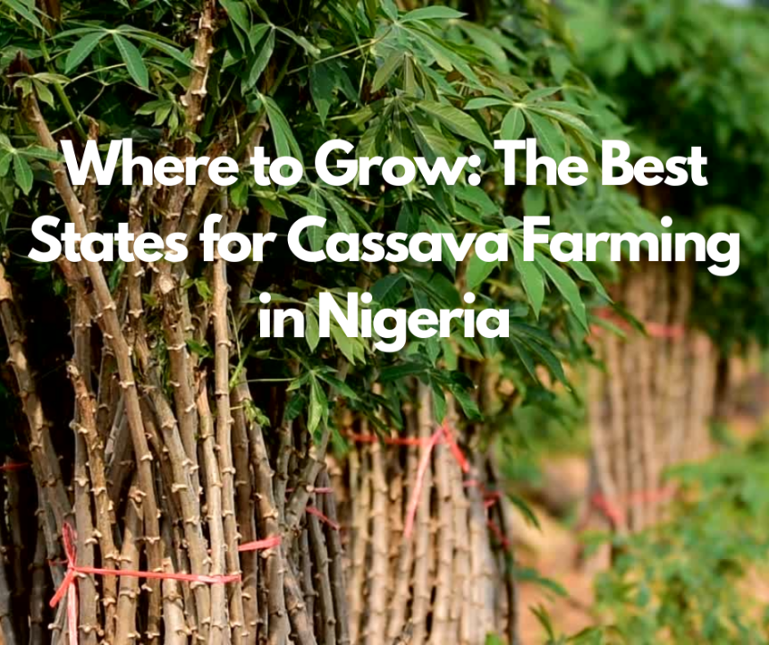 Where to Grow: The Best States for Cassava Farming in Nigeria