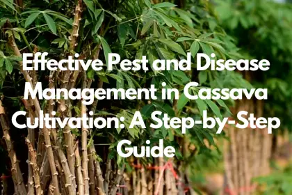 Effective Pest and Disease Management in Cassava Cultivation: A Step-by-Step Guide