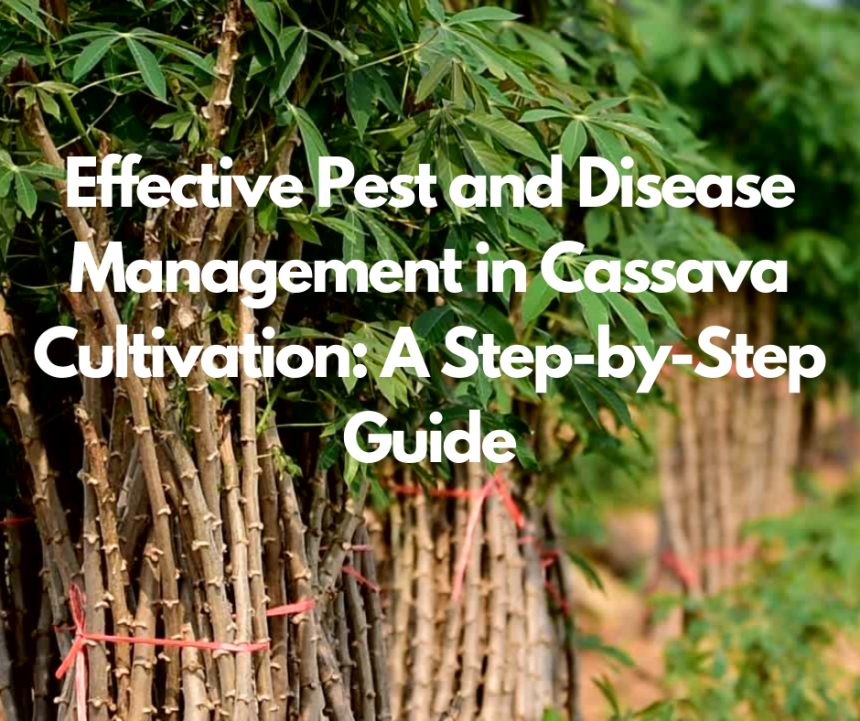 Effective Pest and Disease Management in Cassava Cultivation: A Step-by-Step Guide