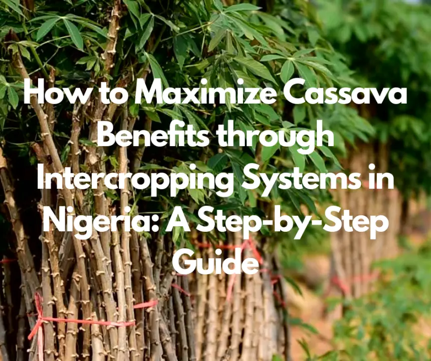 How to Maximize Cassava Benefits through Intercropping Systems in Nigeria: A Step-by-Step Guide