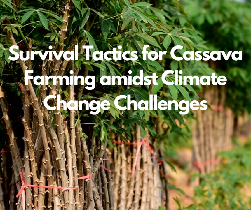 Survival Tactics for Cassava Farming amidst Climate Change Challenges