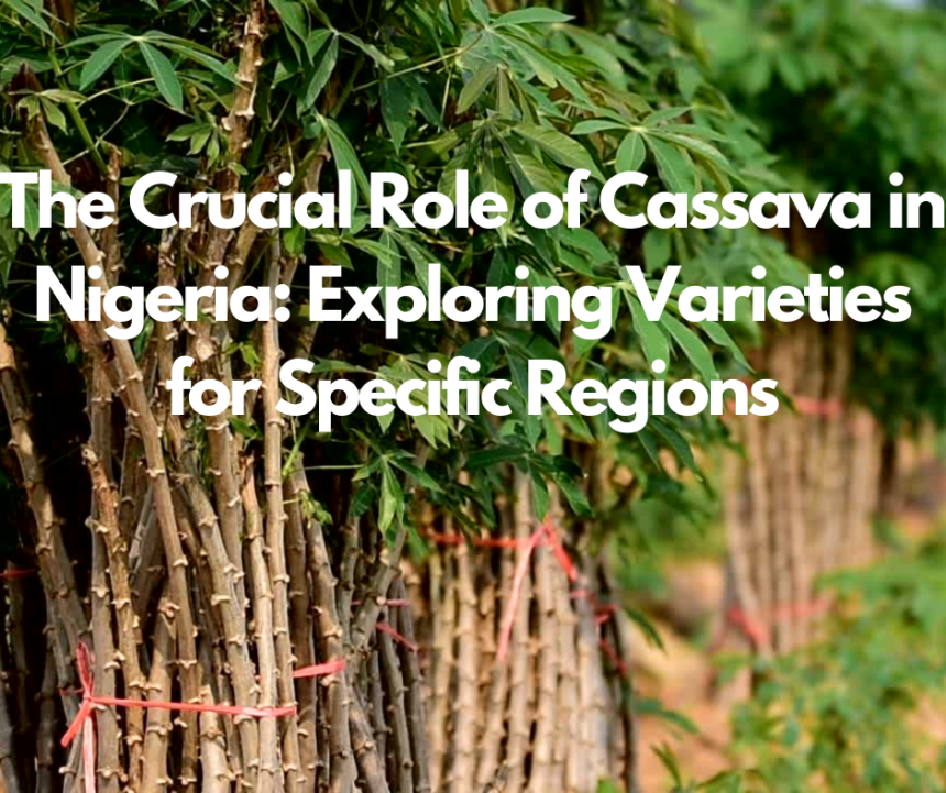 The Crucial Role of Cassava in Nigeria: Exploring Varieties for Specific Regions