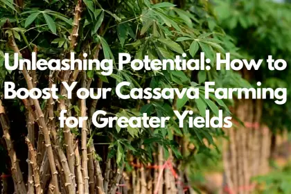 Unleashing Potential: How to Boost Your Cassava Farming for Greater Yields