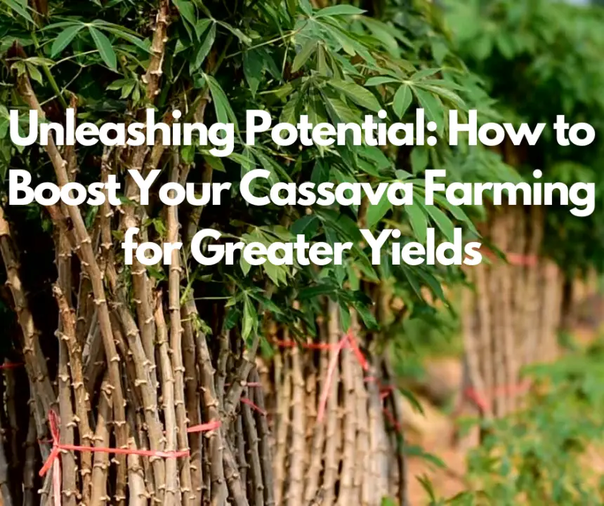 Unleashing Potential: How to Boost Your Cassava Farming for Greater Yields