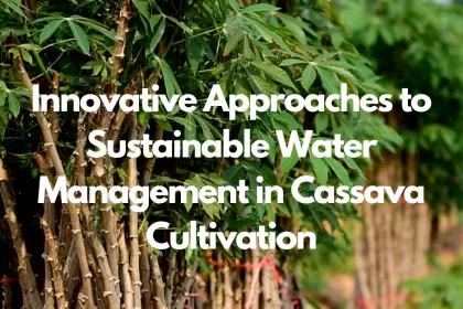 Innovative Approaches to Sustainable Water Management in Cassava Cultivation