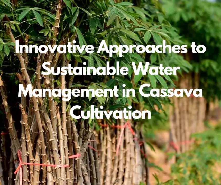 Innovative Approaches to Sustainable Water Management in Cassava Cultivation