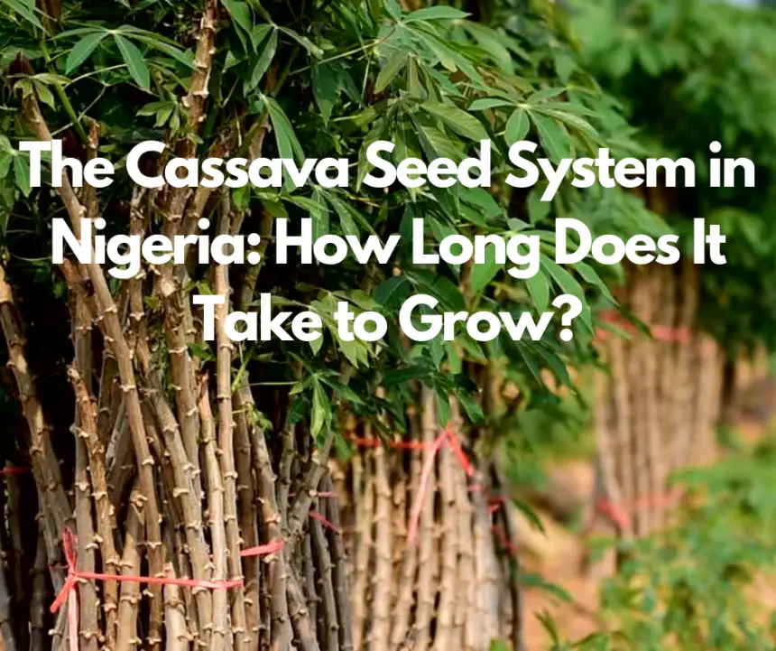 The Cassava Seed System in Nigeria: How Long Does It Take to Grow?