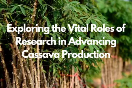 Exploring the Vital Roles of Research in Advancing Cassava Production