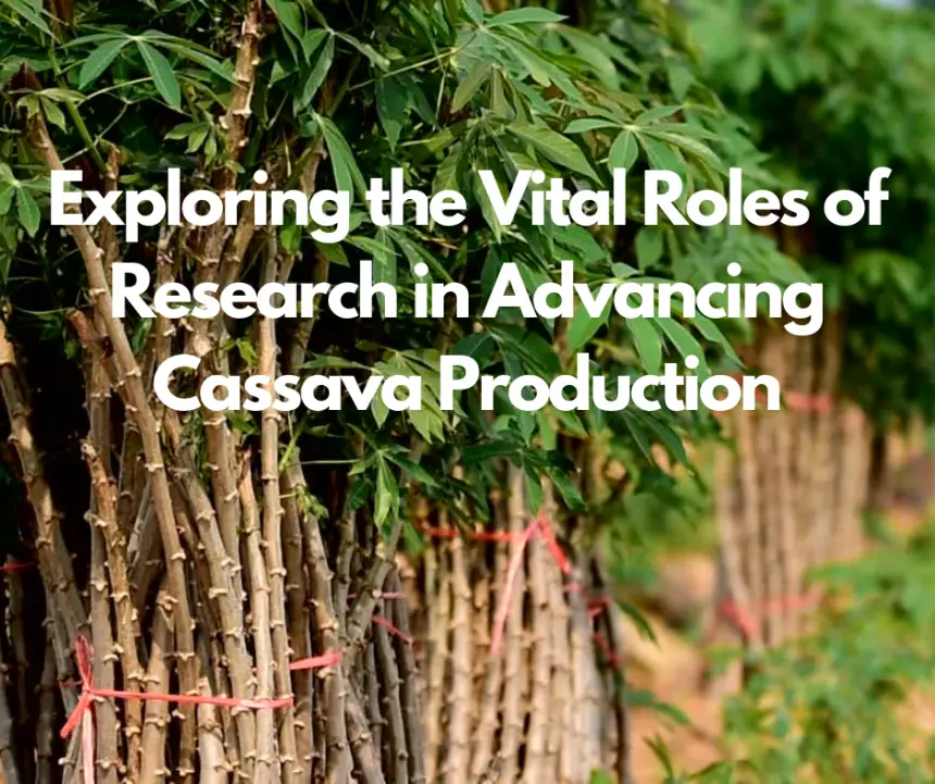 Exploring the Vital Roles of Research in Advancing Cassava Production