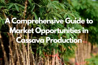 A Comprehensive Guide to Market Opportunities in Cassava Production