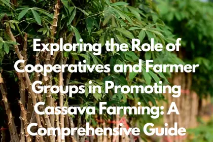 Exploring the Role of Cooperatives and Farmer Groups in Promoting Cassava Farming: A Comprehensive Guide