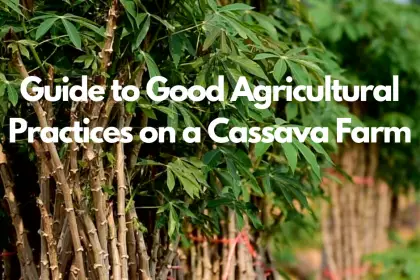 Guide to Good Agricultural Practices on a Cassava Farm