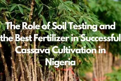 The Role of Soil Testing and the Best Fertilizer in Successful Cassava Cultivation in Nigeria