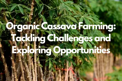 Organic Cassava Farming: Tackling Challenges and Exploring Opportunities