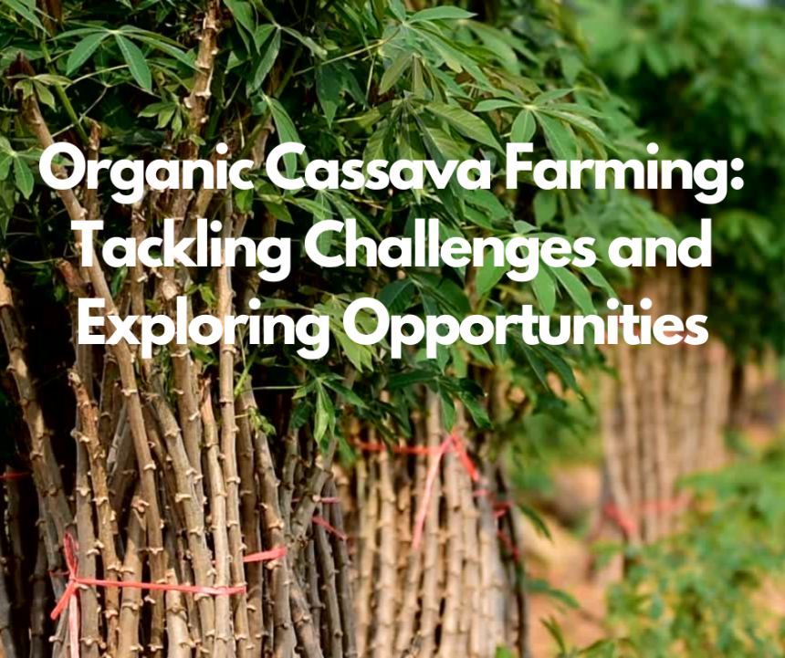 Organic Cassava Farming: Tackling Challenges and Exploring Opportunities