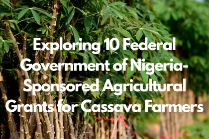 Exploring 10 Federal Government of Nigeria-Sponsored Agricultural Grants for Cassava Farmers