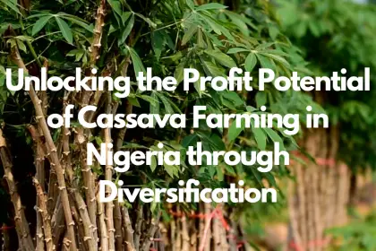 Unlocking the Profit Potential of Cassava Farming in Nigeria through Diversification