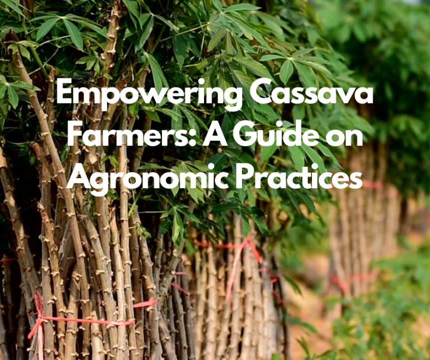 Empowering Cassava Farmers: A Guide on Agronomic Practices