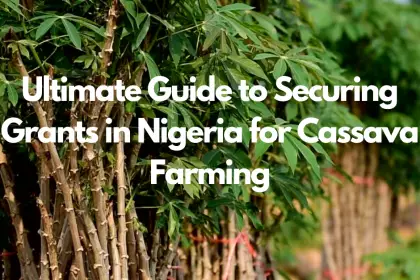 Ultimate Guide to Securing Grants in Nigeria for Cassava Farming